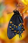 Spicebush butterfly on flowers of Peruvian lily. Art Print